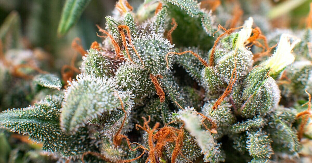 cannabis trichomes