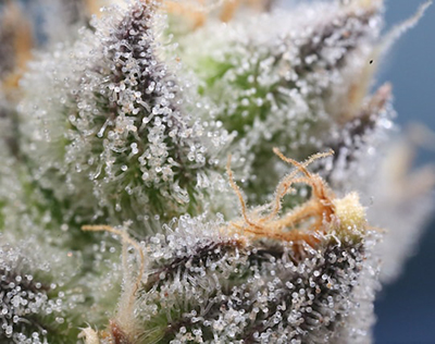 cannabis trichomes