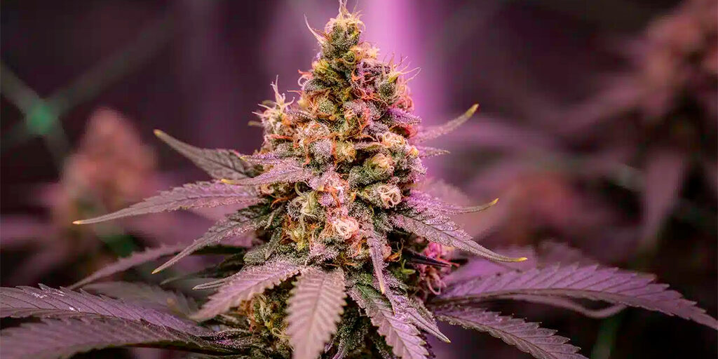 colourful cannabis flower growing