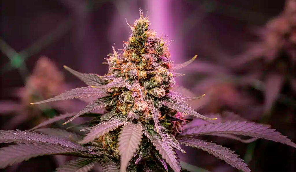 colourful cannabis flower growing