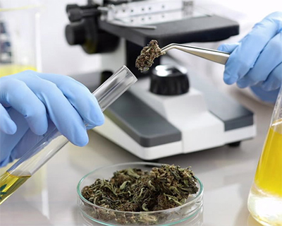 lab testing cannabis