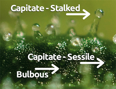 types of trichomes