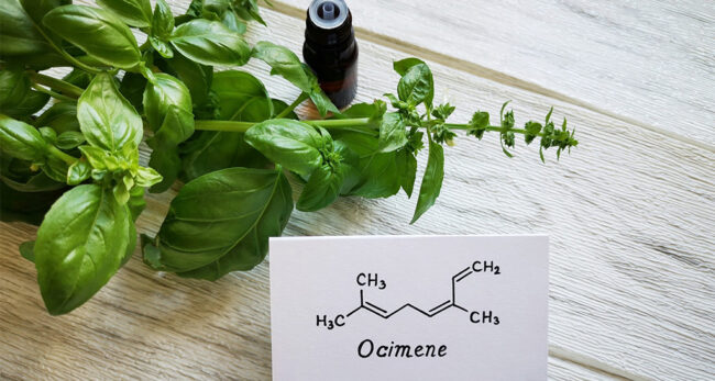 Cannabis Terpene Ocimene