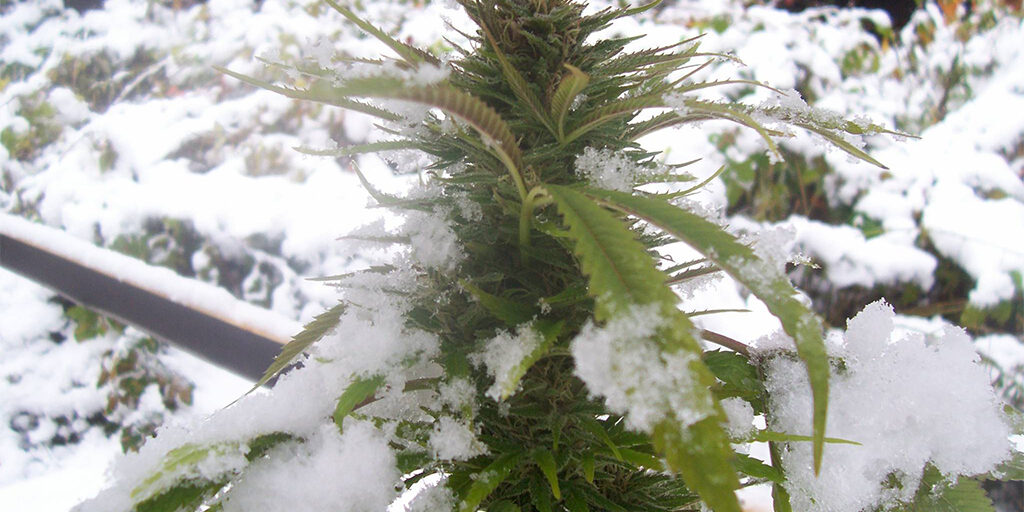 cannabis plant in snow