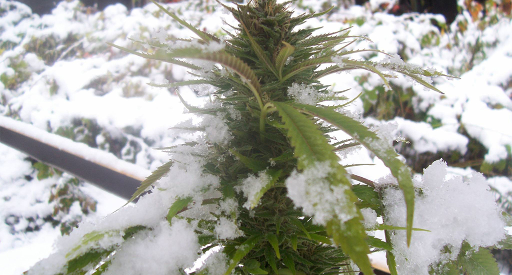 cannabis plant in snow