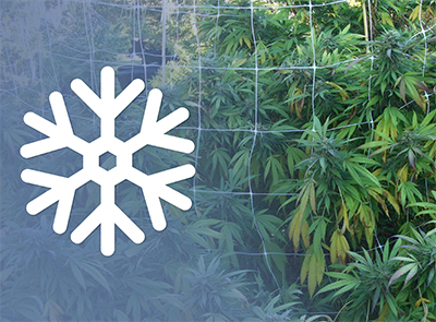 cannabis plant with snowflake