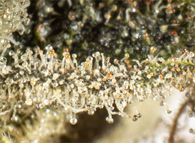 cannabis trichomes close up