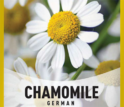 german chamomile plant