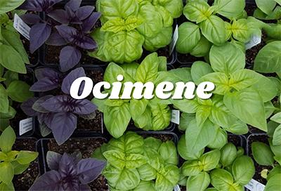 ocimene terpene