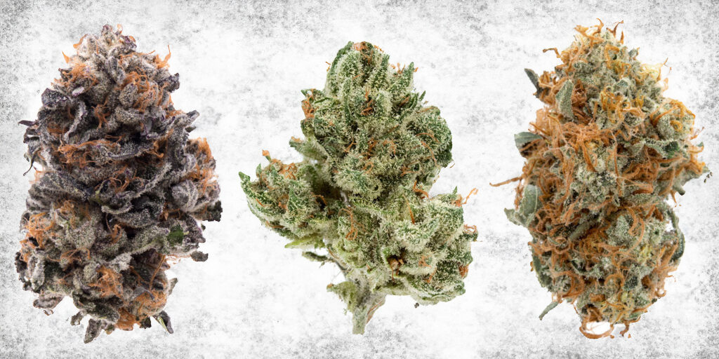 different cannabis strains