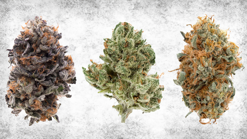 different cannabis strains