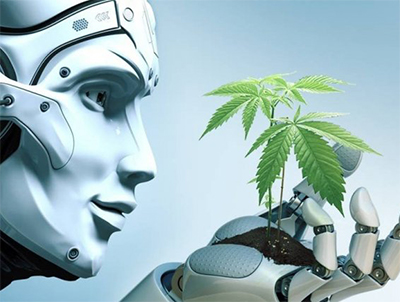 robot holding cannabis leaf