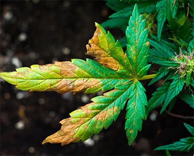 cannabis leaf that has been overfed