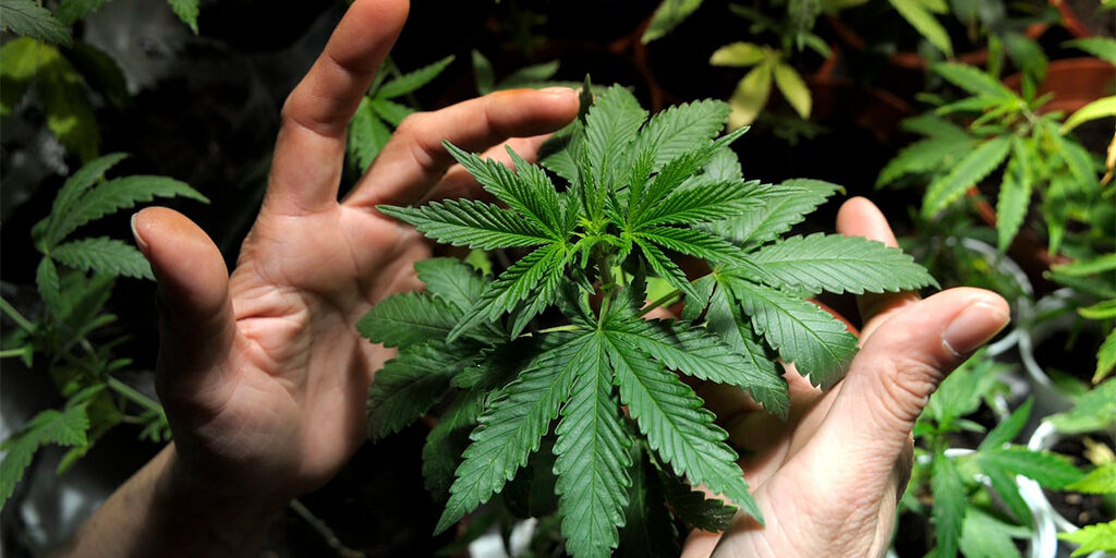 marijuana-plant marijuana plant