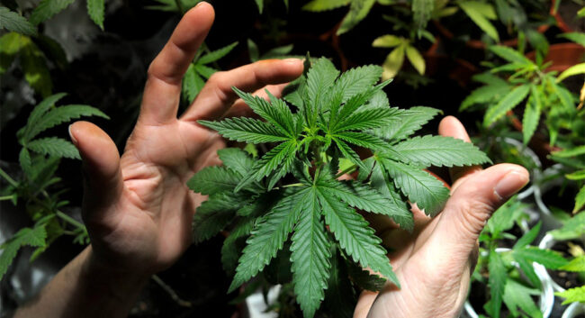 marijuana-plant marijuana plant