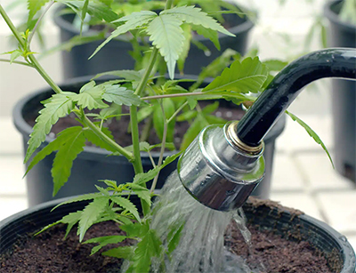 watering cannabis plant