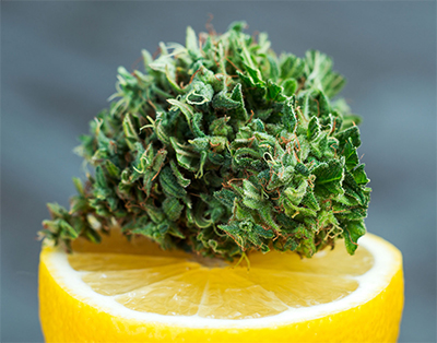 cannabis on top of a lemon