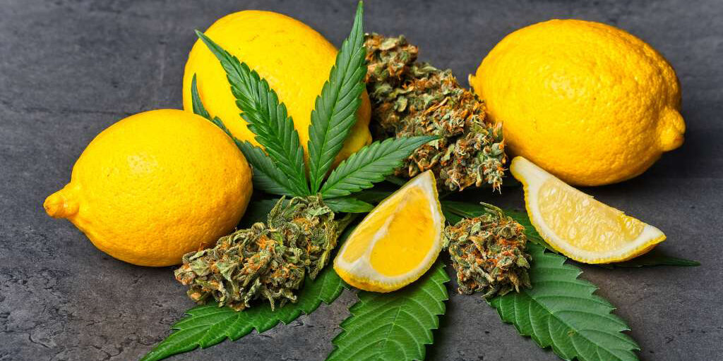 lemons-with-cannabis-limonene lemons with cannabis limonene