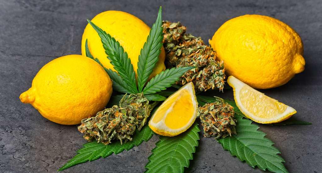 lemons with cannabis limonene