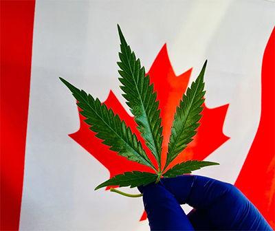 canadian flag with cannabis leaf