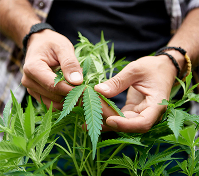 holding cannabis leaf in hands