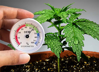 cannabis humidity control