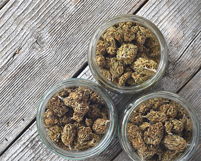 cannabis in glass jars