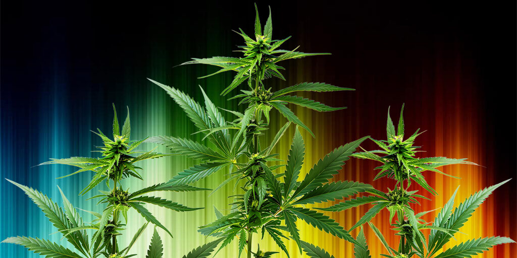 cannabis-plants-on-a-colour-spectrum cannabis plants on a colour spectrum