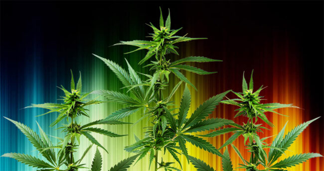 cannabis plants on a colour spectrum