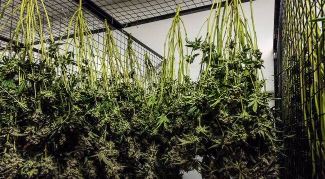 hang-drying-cannabis hang drying cannabis