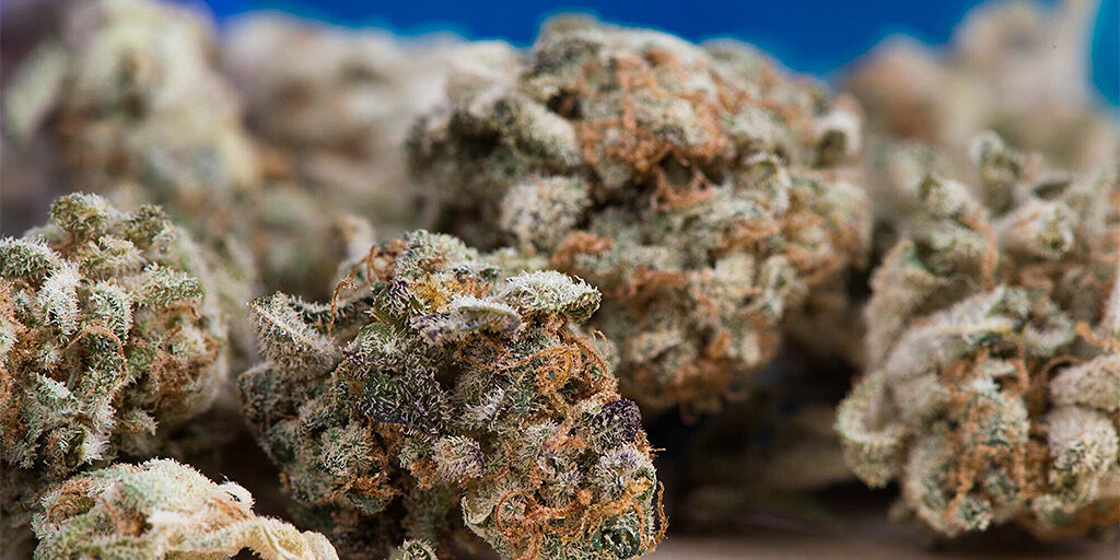 multiple cannabis buds