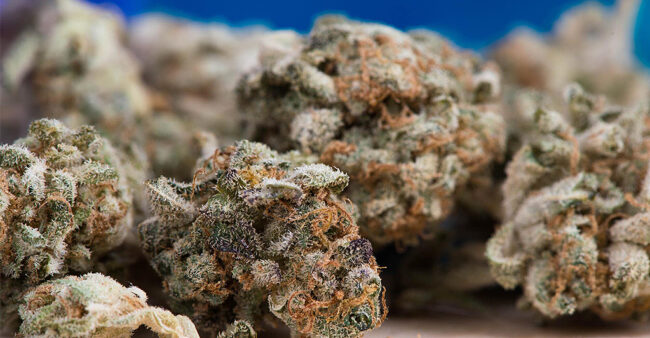 multiple cannabis buds