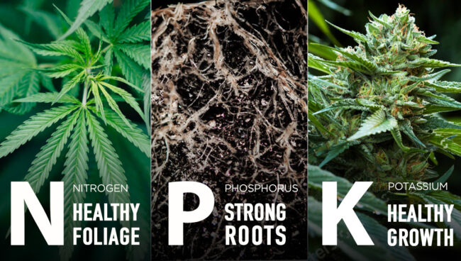 best nutrients for cannabis