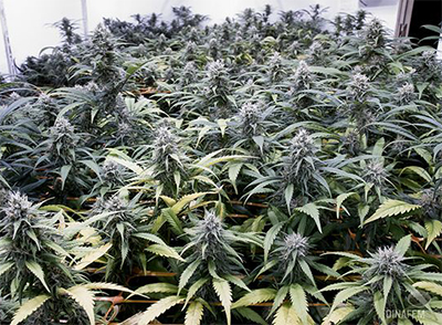 cannabis plants growing organically