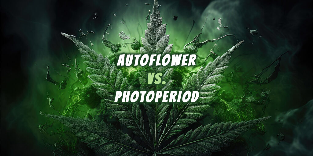 autoflower-vs-photoperiod autoflower vs photoperiod