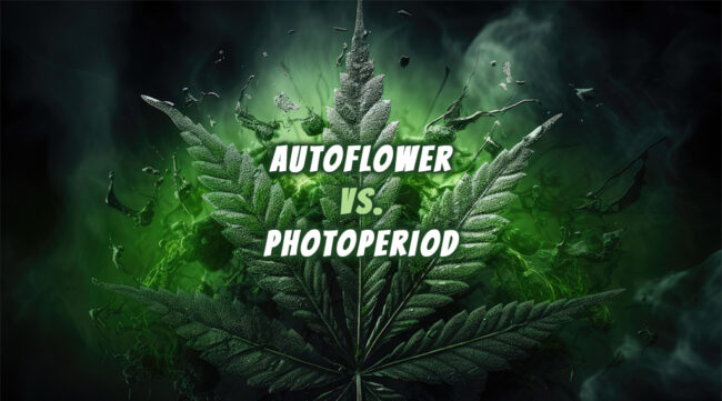 autoflower-vs-photoperiod autoflower vs photoperiod