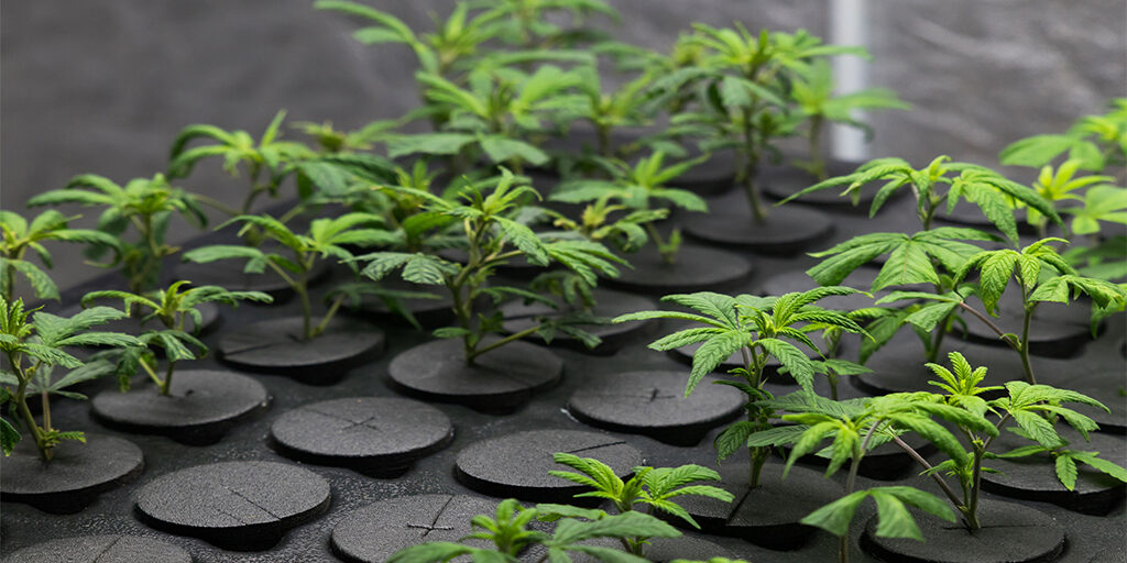 cannabis-plants-growing cannabis plants growing