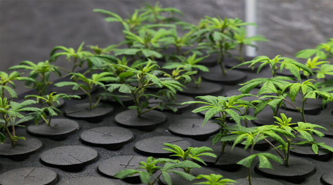 cannabis-plants-growing cannabis plants growing