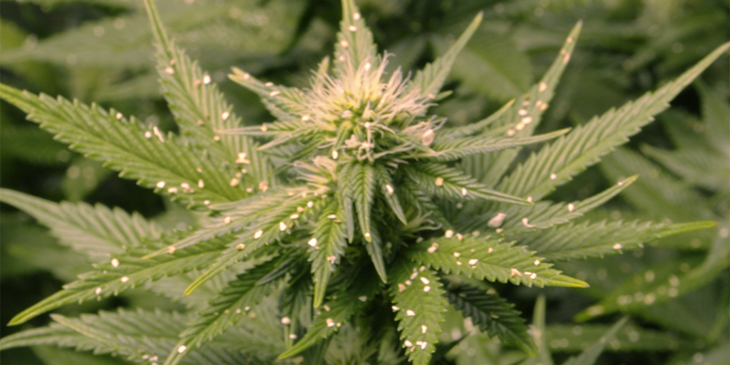 spider mites on cannabis plant spider mites on cannabis plant