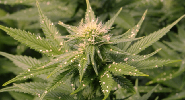 spider mites on cannabis plant spider mites on cannabis plant