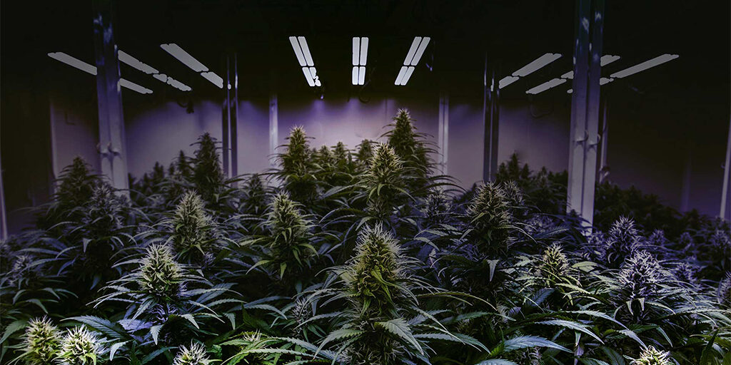 cannabis-growing-under-led-lighting cannabis growing under led lighting