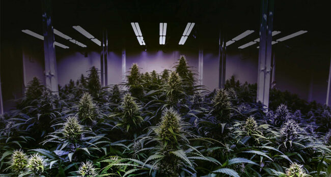 cannabis-growing-under-led-lighting cannabis growing under led lighting