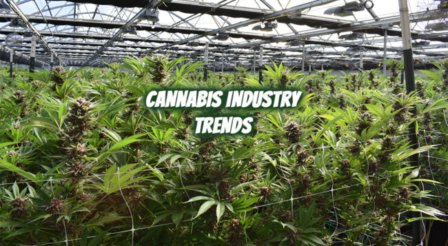 cannabis-industry-trends cannabis industry trends