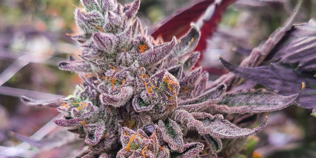 colourful-craft-cannabis colourful craft cannabis