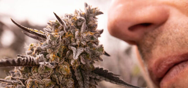 man smelling cannabis plant