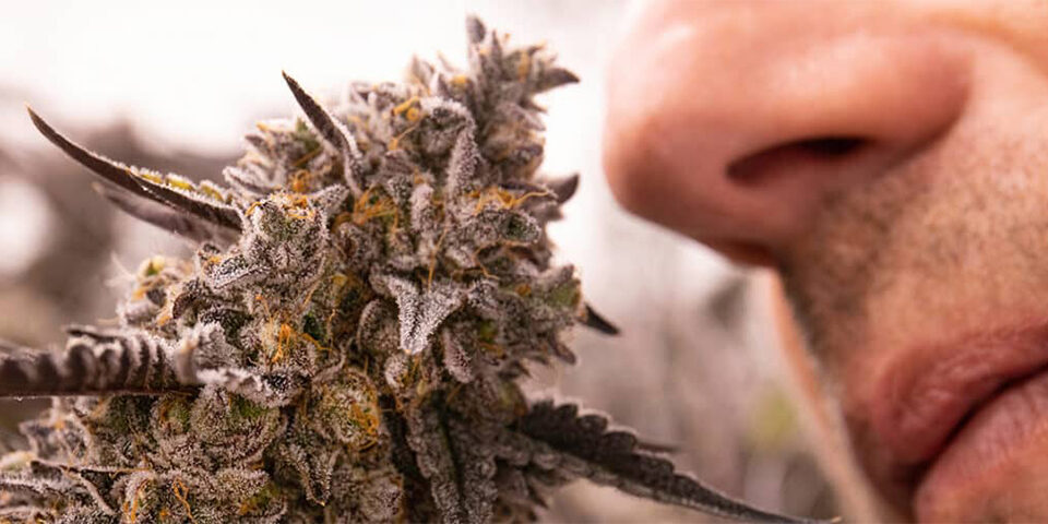man smelling cannabis plant