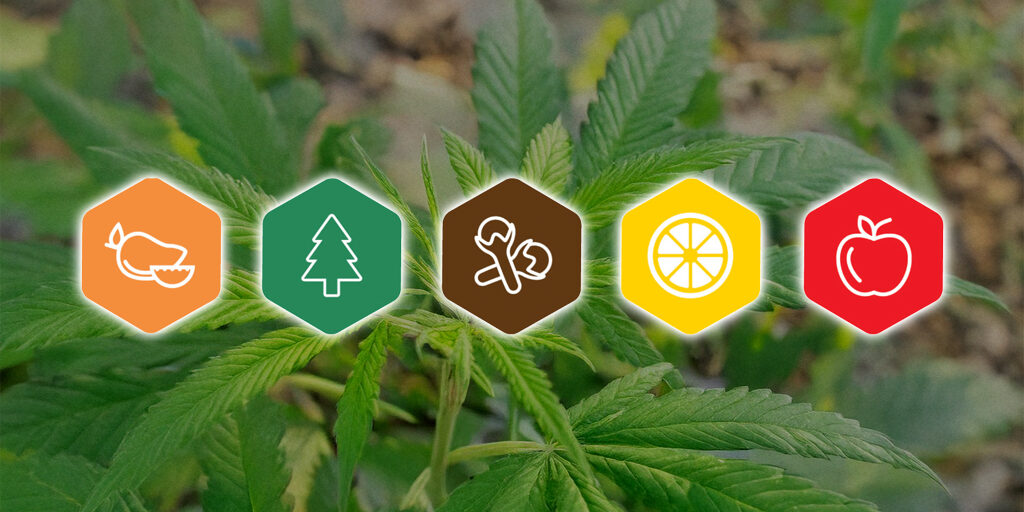 terpene-symbols-on-cannabis-plants terpene symbols on cannabis plants