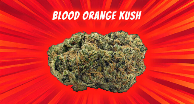 blood orange kush strain review
