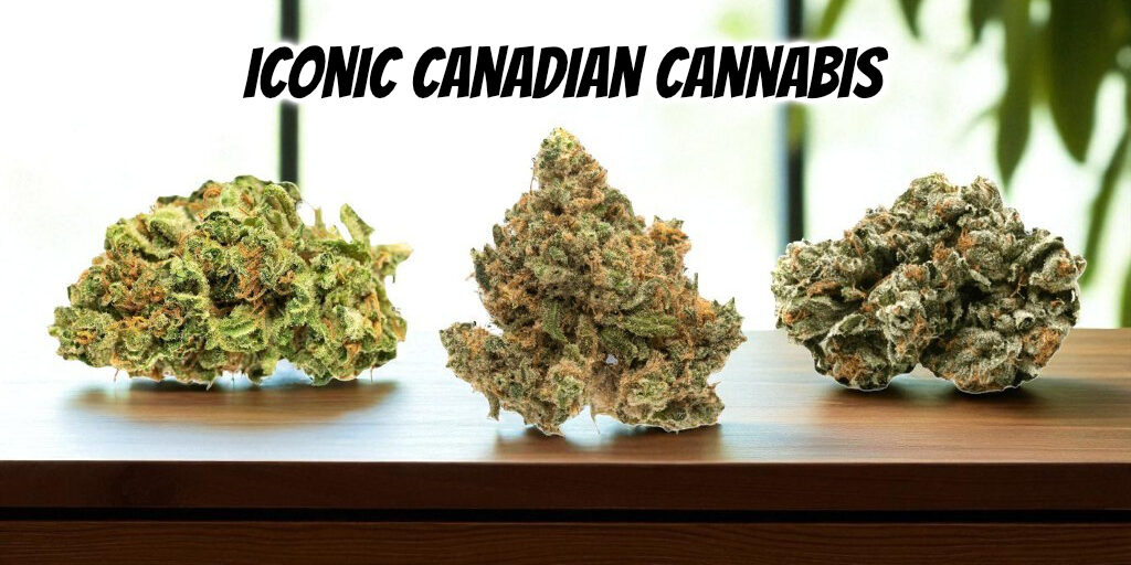 iconic canadian cannabis strains