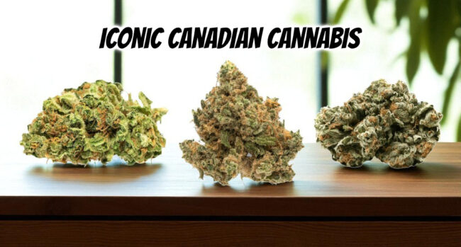 iconic canadian cannabis strains